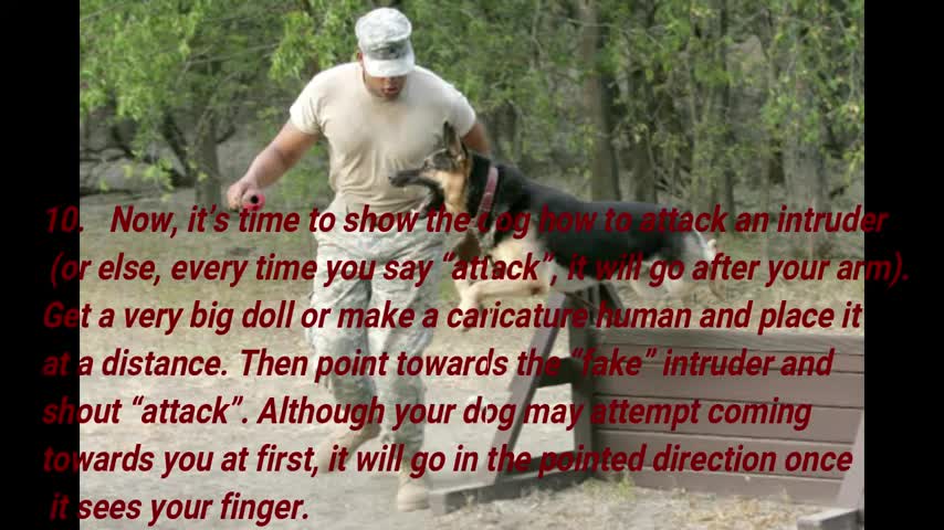 9 Guaranteed Ways to Train Your Dog to Attack on Command