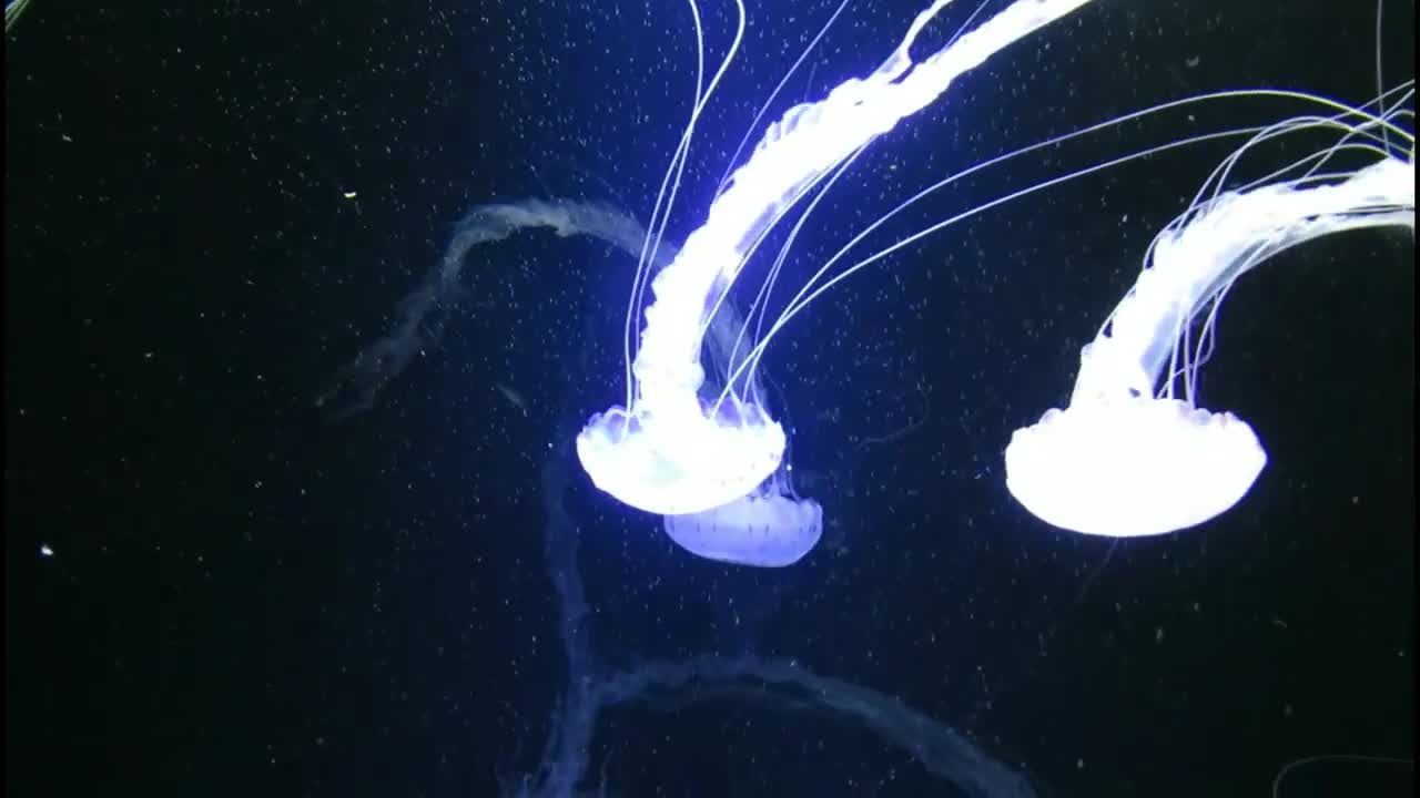 DEEP OCEAN - Drifting Jellyfish with Ambient and Calming Music for Relaxation-1