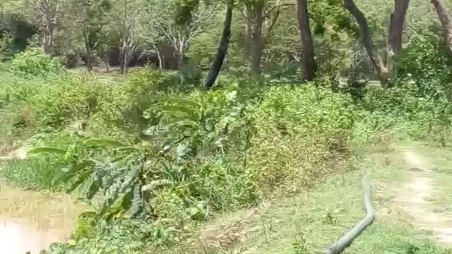 A forest near a lake in sri lanka