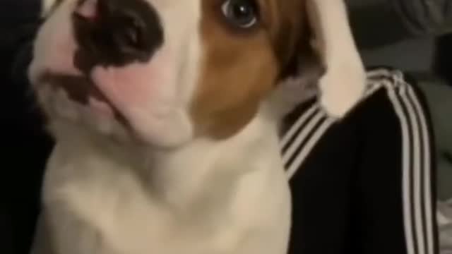 te amo perrito que ladra pasito