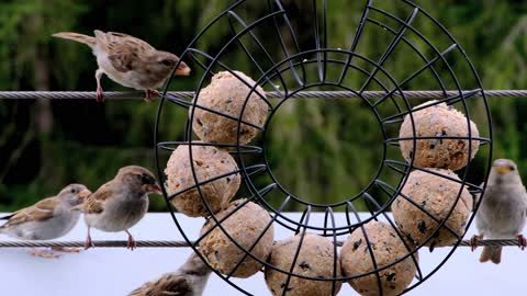 bird sparrow sperling animal funny