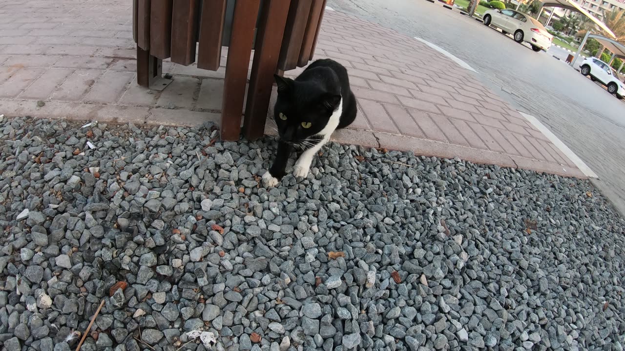 Homeless cats in UAE, Ras Al Khaimah: MICHAEL JACKSON & RIHANNA #cat #cats #MichaelJackson #UAE #4u