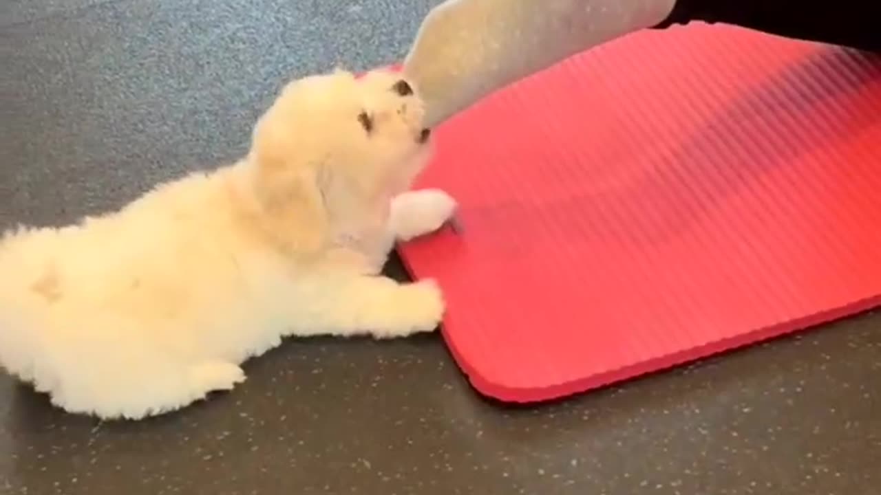 Puppies Yoga