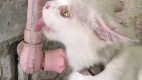 cat drinking water from null