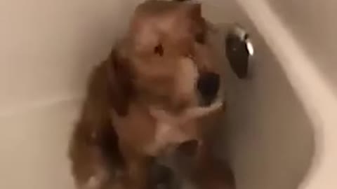 puppy playing in the tub and enjoying the water flow #shorts
