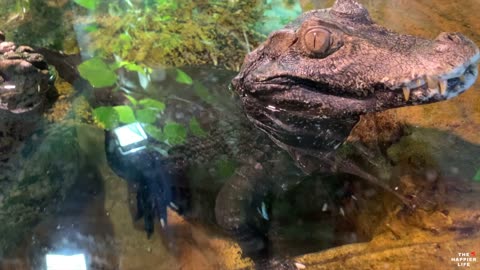 Funny Sleeping Crocodile Still Wants To Show Off Its Pretty Face For Guests