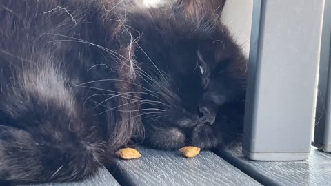 Putting treats in front of a sleeping cat