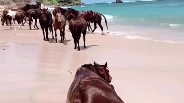 amazing animals