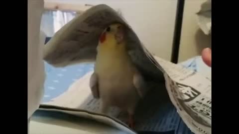 cockatiel playing peekaboo.