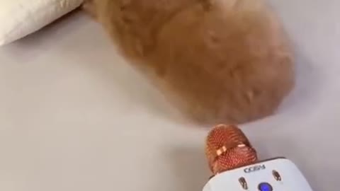 Funniest Dogs - Awesome Funny Pet Animals Videos