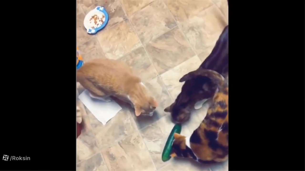 Very funny video, cat, fish and turtle