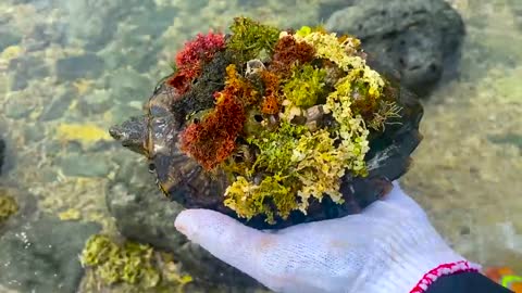 Sea turtle enjoy full body refreshing service when removed barnacles and mucus cement from shell