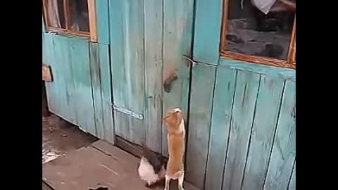 Funny Cats Clips in 30 Seconds