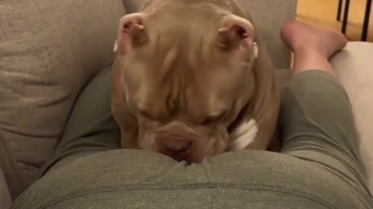 #cute #dog #reactions