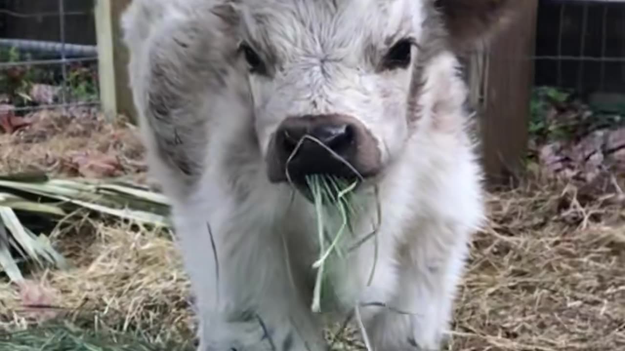 cute highland cow#highlandcow #cow