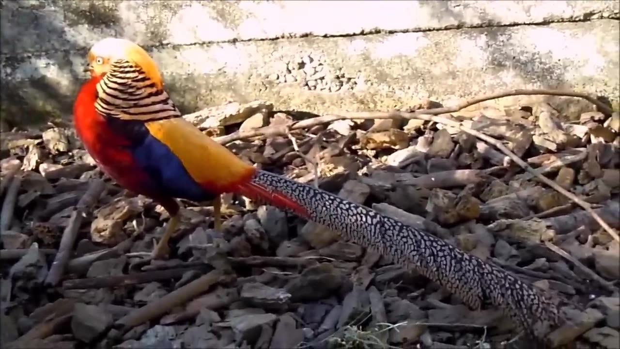 Beautiful Golden Pheasants and Wading Birds