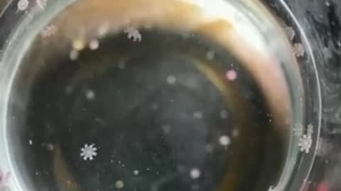 Ever Seen Baby Jellyfish?