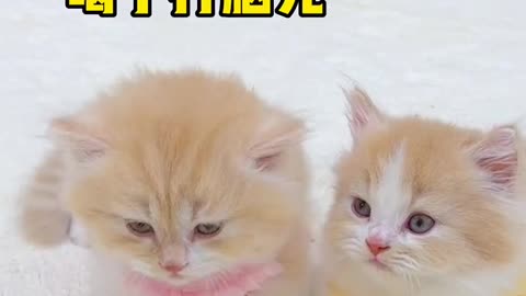 Cute cat lovers 😺