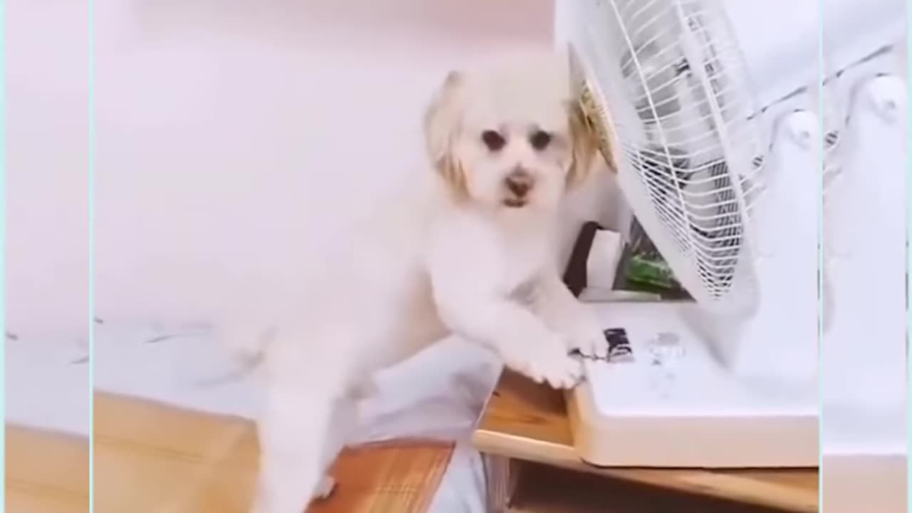 Smartest Dog 🐕 funny moments.