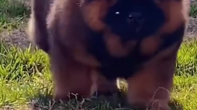 How many meals a day