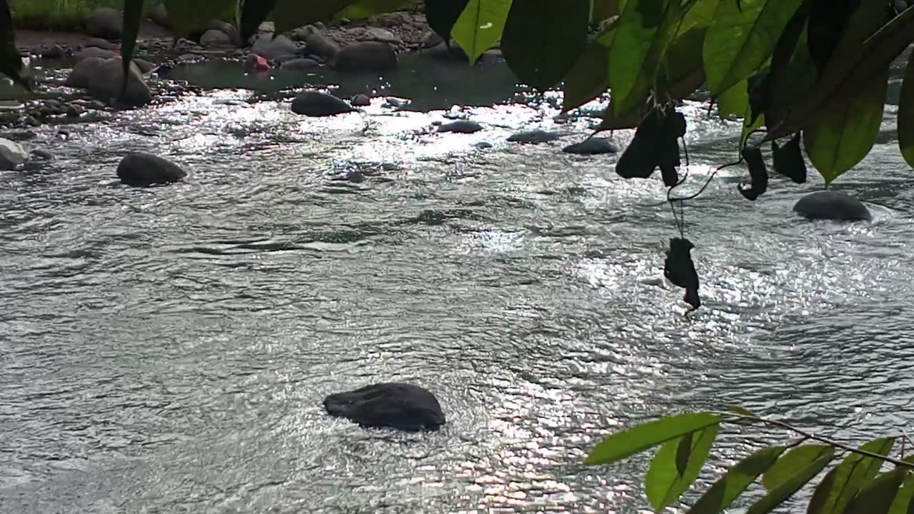 Beautiful View on the Flowing River