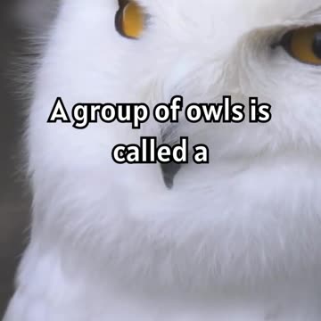 Hoot, Hoot! Why a Group of Owls is Called a Parliament #owl