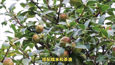 Camellia oleifera is a special delicacy of which place?