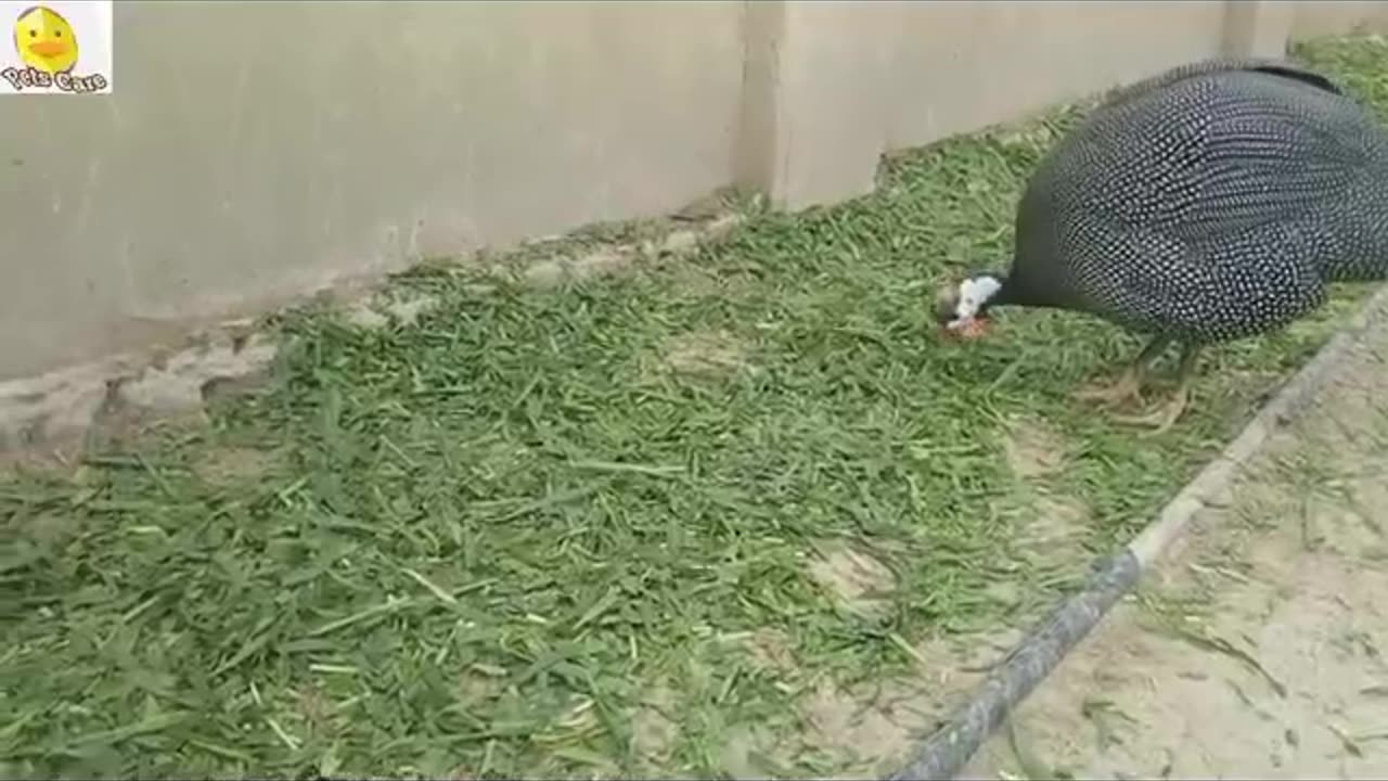 my pets |pets care | healthy pets