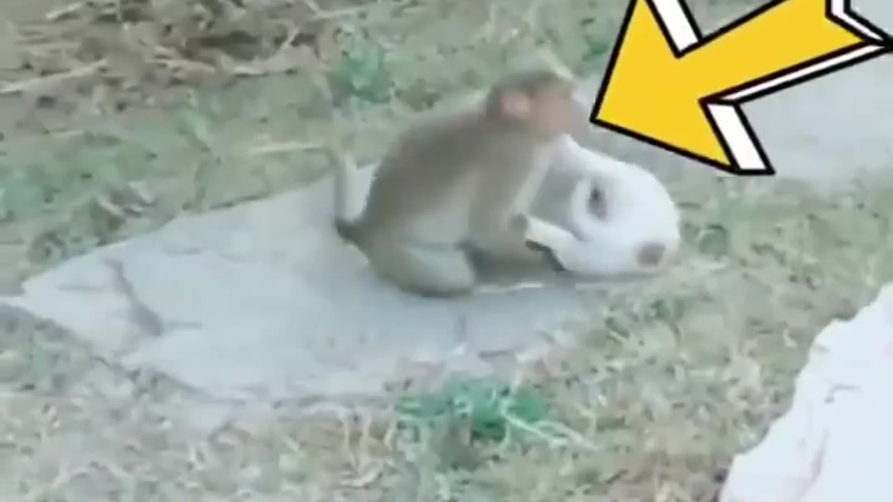 Animal funny moments,