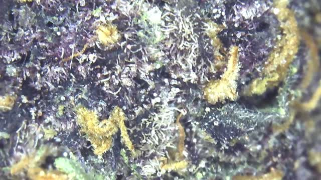 Blackberry Cake & Banana Cream Pie Vape TWC#473