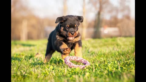 Lovely Rottweiler Puppies For Sale