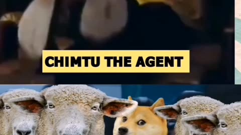 Dog undercover Agent viral funny video 😹😹