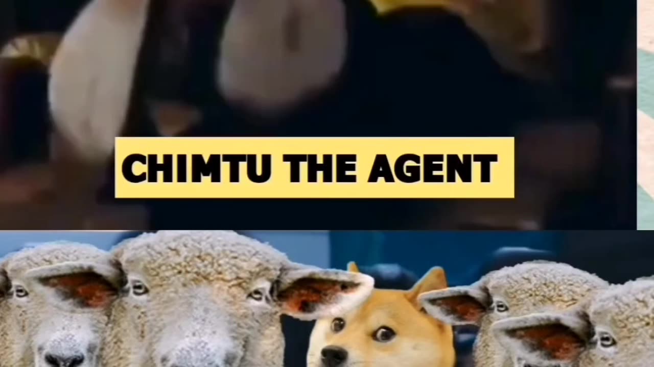 Dog undercover Agent viral funny video 😹😹