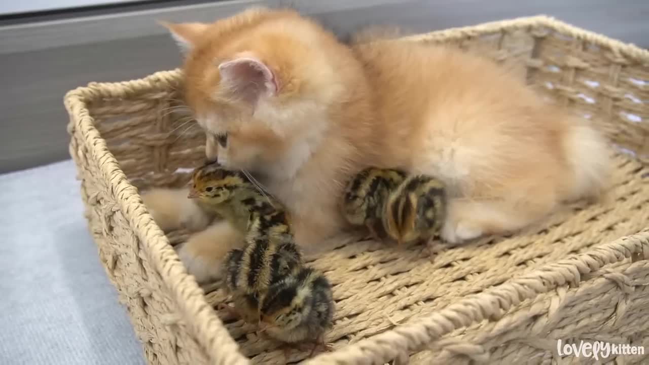 Golden Retriever Puppy Reacts to Baby Kittens [Cuteness Overload]