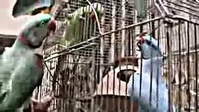 Talking Parrot