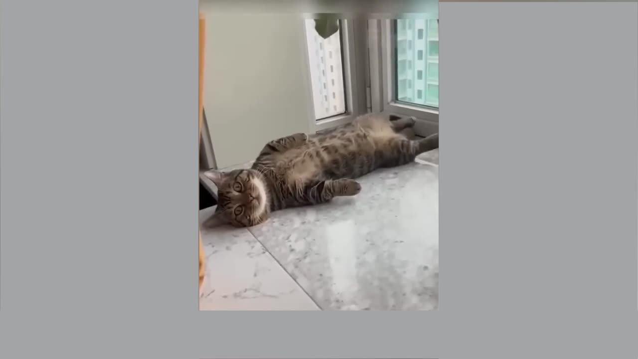 Shaking the cat's legs