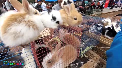 Angora Rabbit - Cute Angora Rabbit - Cute Rabbit