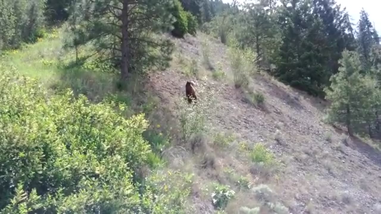 Brown bear on the side of the road X Canada bike