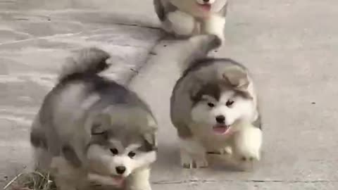 CUTE BABY DOG RUNNING