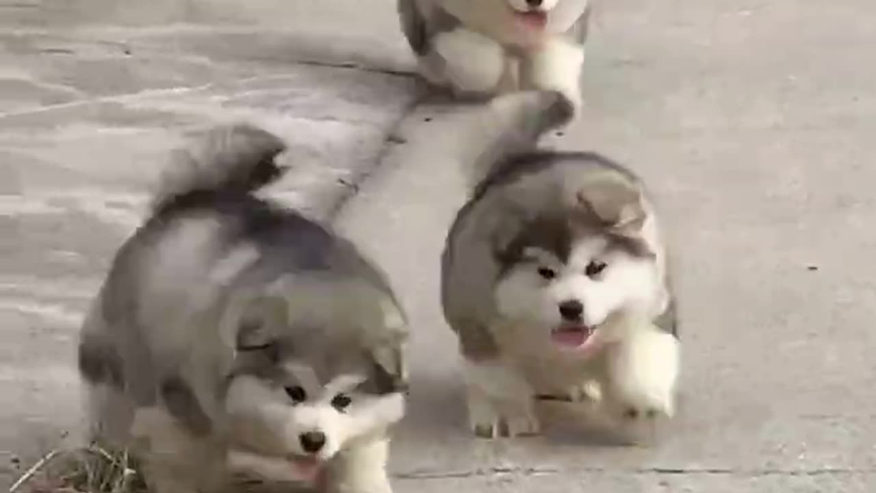 CUTE BABY DOG RUNNING