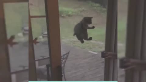 Funny Animals Videos P.3