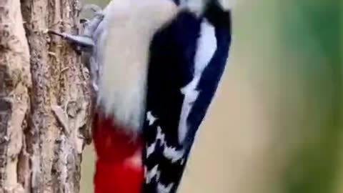 The woodpecker is looking for food