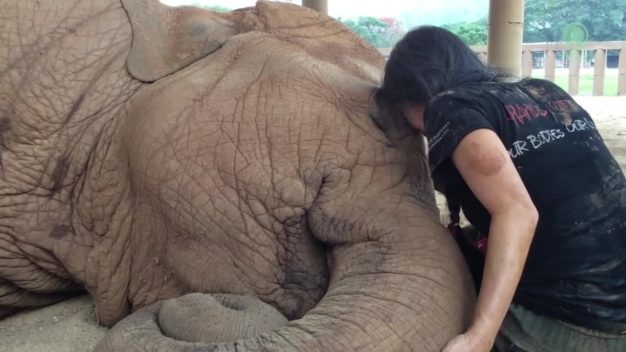 Elephant Falls Asleep After Lullaby - ElephantNews