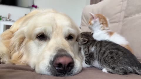 Adorable Golden Retriever and Funny Tiny Kittens