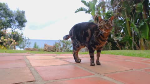 A pet cat on the brick tile flooring