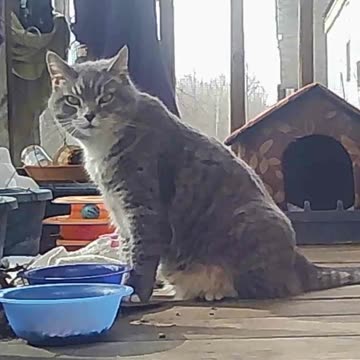 EA S68 - Watchful Cat