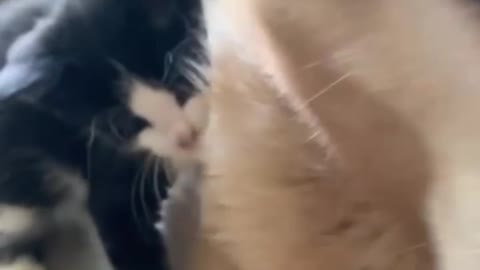 The cat and the dog are very cozy together