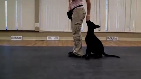 How to train a dog to ,,heel,, (k9_1.com)