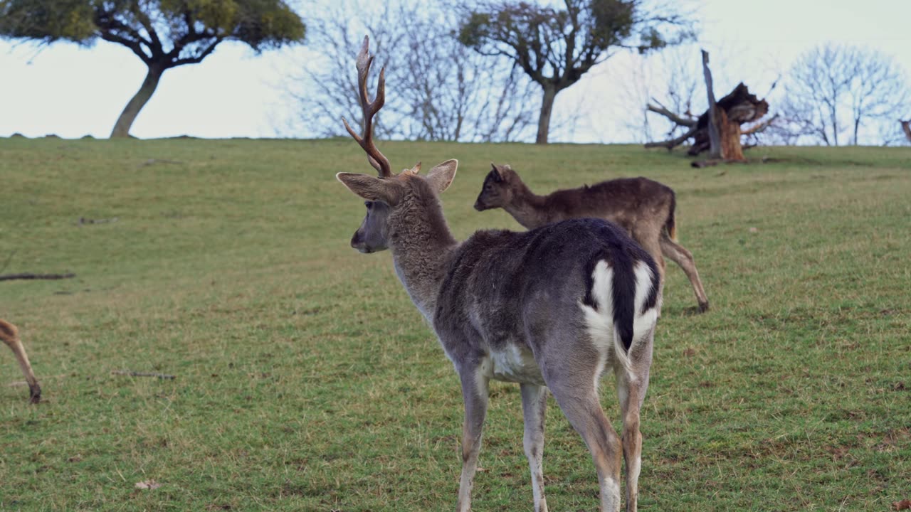 Herd of Deer in Grass Field