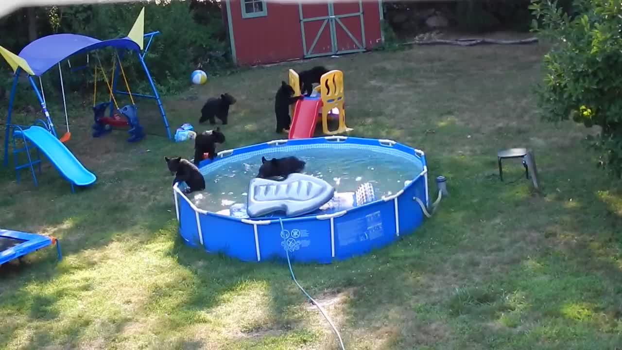 A bear family takes a dip in our pool - Part II